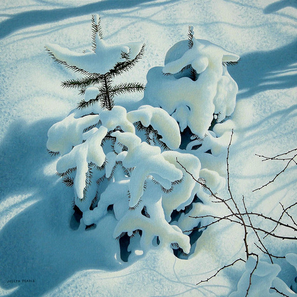 Image of art work &ldquo;Snow on Spruce&rdquo;